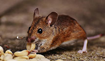 24 Hour & Emergency Exterminators in Batesville, SC